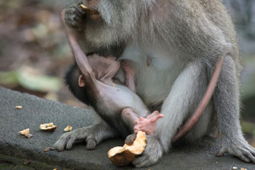 Young Long-tailed Baby Macaque (Macaca fascicularis) suckling on mummy's breast at Sacred Monkey Forest Sanctuary, Ubud, Bali, Indonesia
