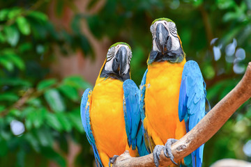 A blue and yellow parrots