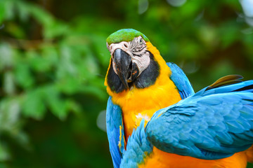 A blue and yellow parrots