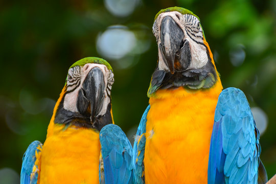 A blue and yellow parrots