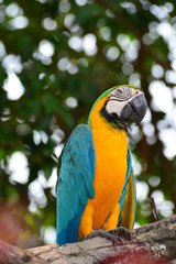 Obraz premium A blue and yellow parrots