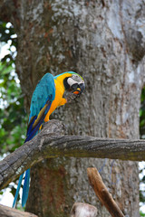 A blue and yellow parrots