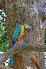 A blue and yellow parrots