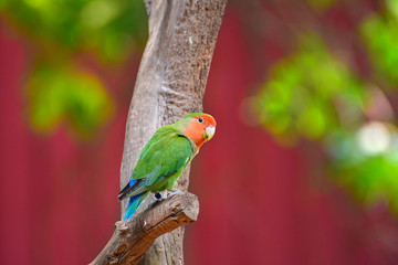 beautiful colorful parrot