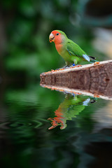 beautiful colorful parrot with water reflection