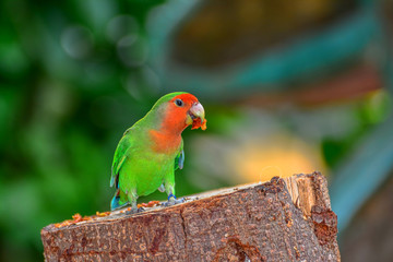beautiful colorful parrot