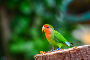 beautiful colorful parrot