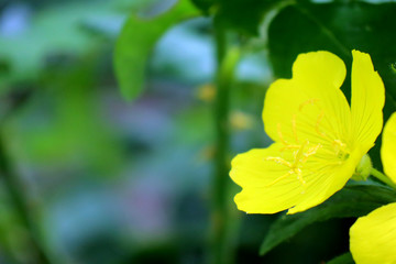 yellow flowers on green background