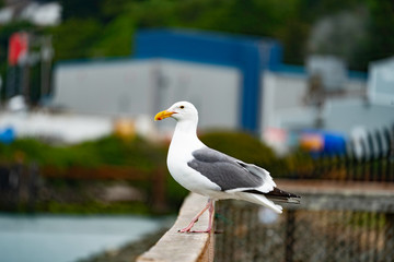 Proud Seagull Perches While Watching for Food