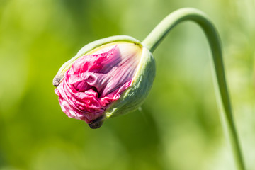 Macro of  breadseed poppy