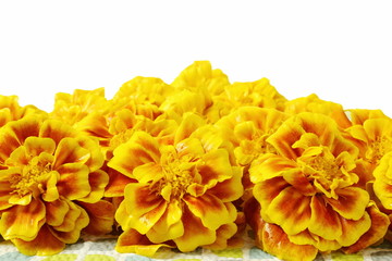 marigold flower heap for nature,religious,marriage invitation,diwali,new year,ganesh chaturthi,festival related concept