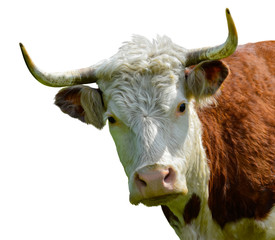 Cow head. Farm animal portrait