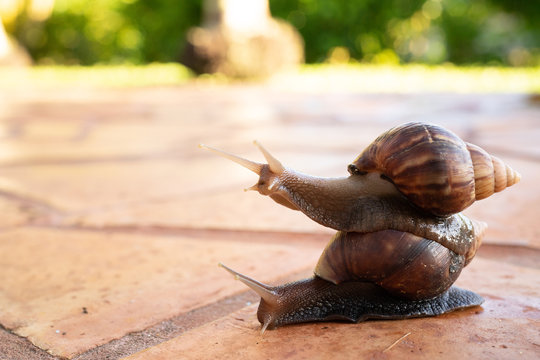 Two giant snails stacked on top of one another