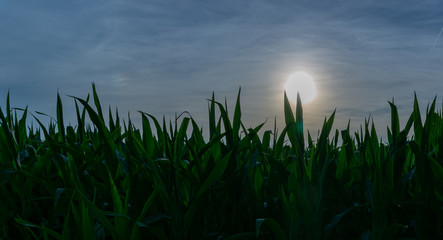 Obraz premium Grünes Maisfeld mit Sonne