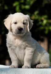 little cute puppy breed Golden Retriever