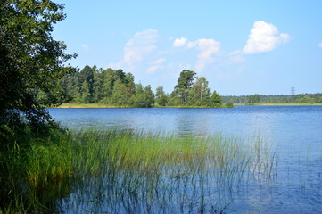 Forest lake in summer