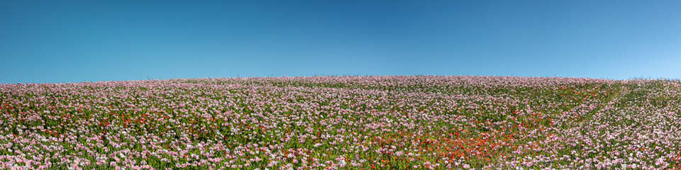 Fototapeta premium Panorama of a field of breadseed poppies