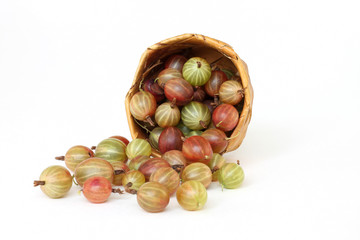 gooseberry spill out of the basket of birch bark