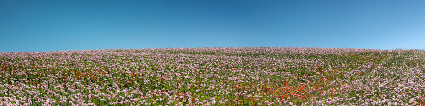 Panorama of a field of breadseed poppies