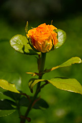 Yellow rose close-up under the open sky