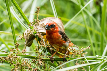 Seychellen la digue Vogel
