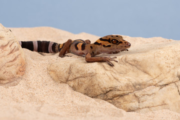Vietnamese Cave Gecko (Goniurosaurus araneus) in desert scene