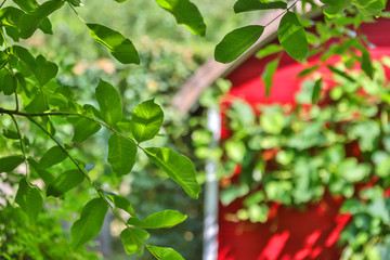 red garden hut summer background