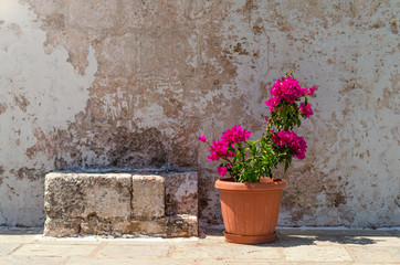 A beautiful blooming flower in a pot near a stone bench of a stone wall. Pot with a plant standing in the courtyard in the sun.