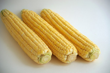 Corn fruit on a white background. Front view. Space for text and advertising.