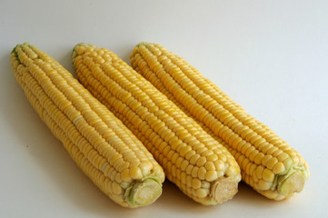 Corn fruit on a white background. Front view. Space for text and advertising.