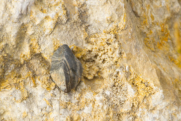 piedra con signos y rastros