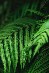 beautiful green bracken in forest,