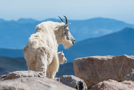 Rocky Mountain Goats High In The Mountains