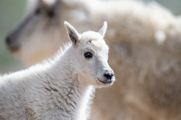 Rocky Mountain Goats high in the mountains