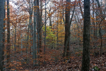Fototapeta premium autumn trees