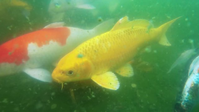 Underwater view of Japanese Koi fish swimming. Fancy colorful carps fish are swimming near the camera. 