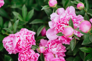 Fototapeta premium Pink peonies in the garden. Blooming pink peony.