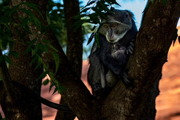 affe kenya mit jungtier