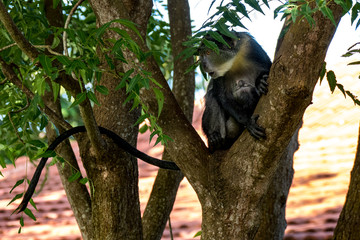 affe kenya mit jungtier