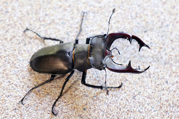 a stag beetle on a light background