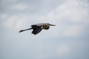 Heron Gliding