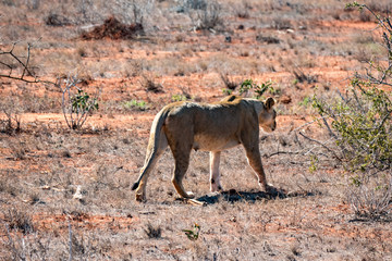  Löwe (Panthera leo, veraltet/poetisch/mundartlich Leu)