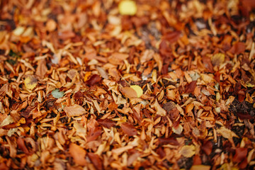 Background group autumn orange leaves.