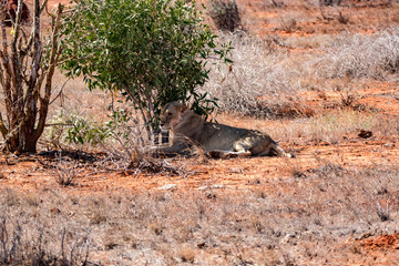  Löwe (Panthera leo, veraltet/poetisch/mundartlich Leu)