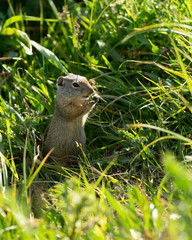 chipmunk on grass