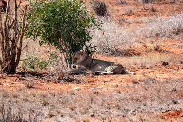  Löwe (Panthera leo, veraltet/poetisch/mundartlich Leu)