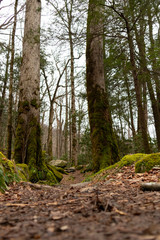 Hiking trail bookmarked by two trees, Great Smoky Mountains National Park