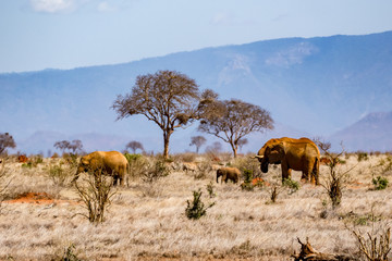 Afrikanische Elefant (Loxodonta africana) Roter Elefant tsavo nationalpark
