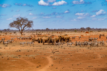 Fototapeta na wymiar Afrikanische Elefant (Loxodonta africana) Roter Elefant tsavo nationalpark