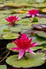 red water lilly with leafs in small pond